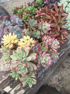 多肉植物盆栽