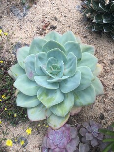 多肉植物