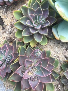 多肉植物