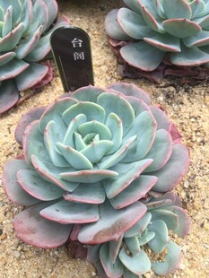 多肉植物