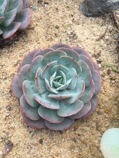 多肉植物