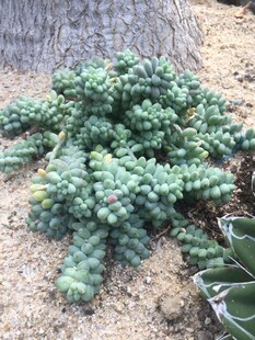 多肉植物