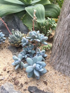 蓝石莲 多肉植物