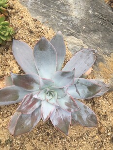 多肉