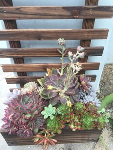 多肉植物