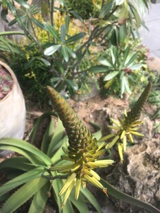绿植盆栽