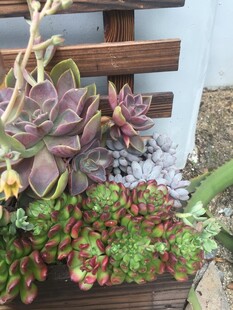 多肉植物盆栽
