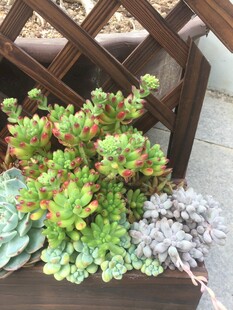 多肉植物