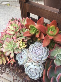 多肉植物组合