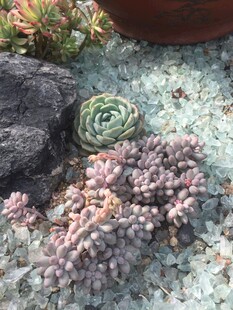 多肉植物