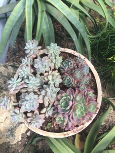 多肉植物