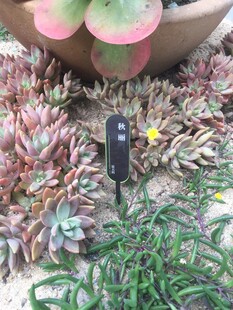多肉植物