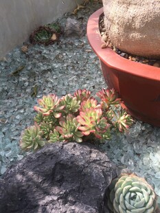 多肉植物盆栽