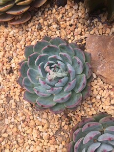 多肉植物