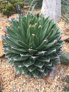 龙舌兰