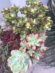 多肉植物组合