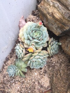 多肉