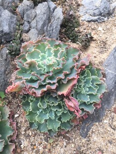 多肉