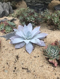 多肉植物
