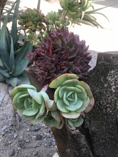 多肉