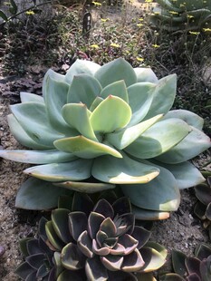多肉植物
