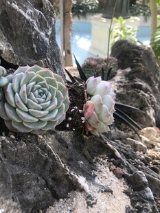 多肉植物
