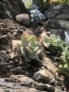 多肉植物