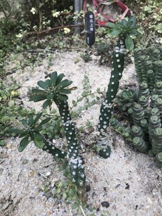 带刺植物
