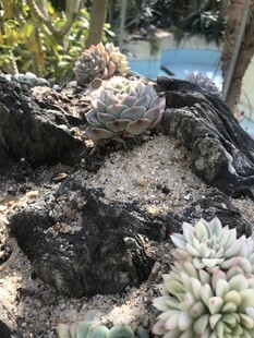 多肉
