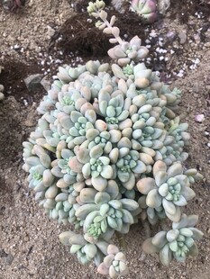 多肉植物
