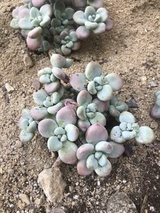 多肉植物