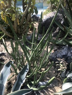 植物