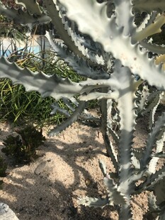 仙人掌植物