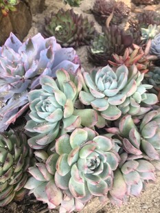 多彩多肉植物组合