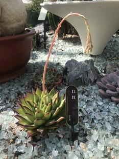 小巧多肉植物