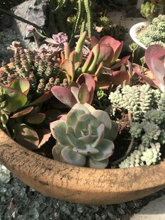 多肉植物盆栽