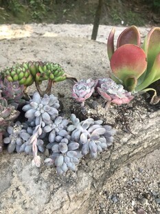 多肉植物