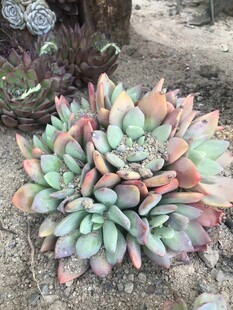 多彩多肉植物