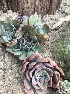 多彩多肉植物