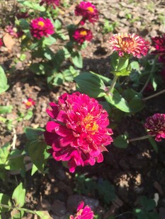 艳丽绽放的粉色百日菊