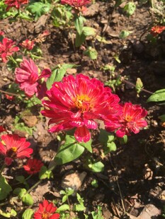 娇艳绽放的红色花卉