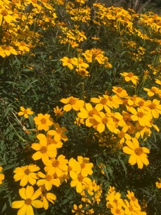 小菊花绽放