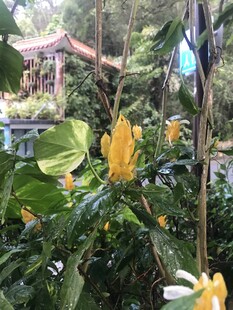 树上的黄花