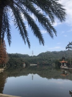 湖畔棕榈与远山美景