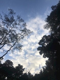 林间天空