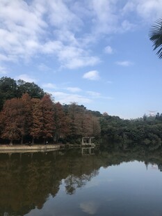 湖畔秋景树木
