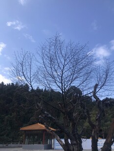 冬日枯树旁的红顶建筑