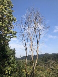 山林中枯树与绿树相映