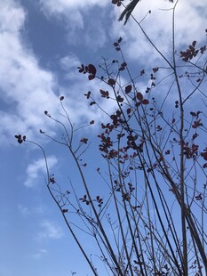 蓝天映衬下的花枝
