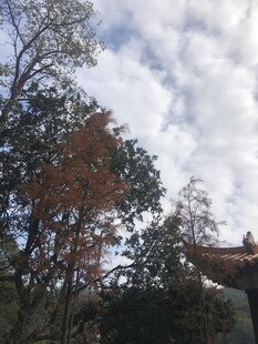 秋日云下的树木与古建筑